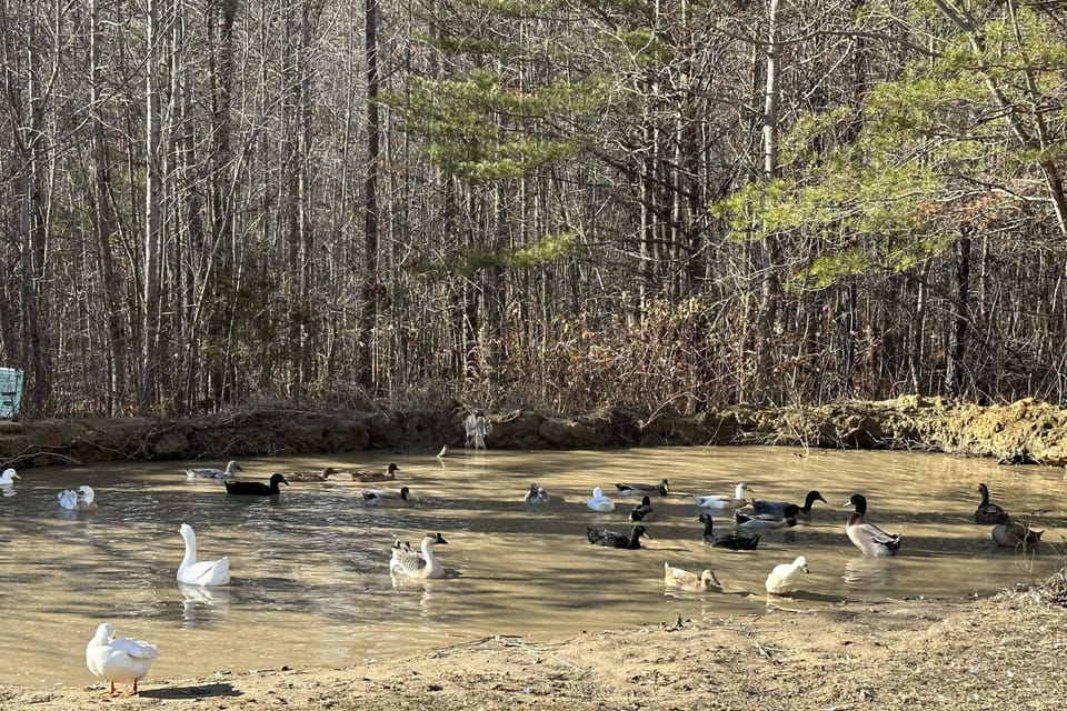 Or again, come spend time with the ducks