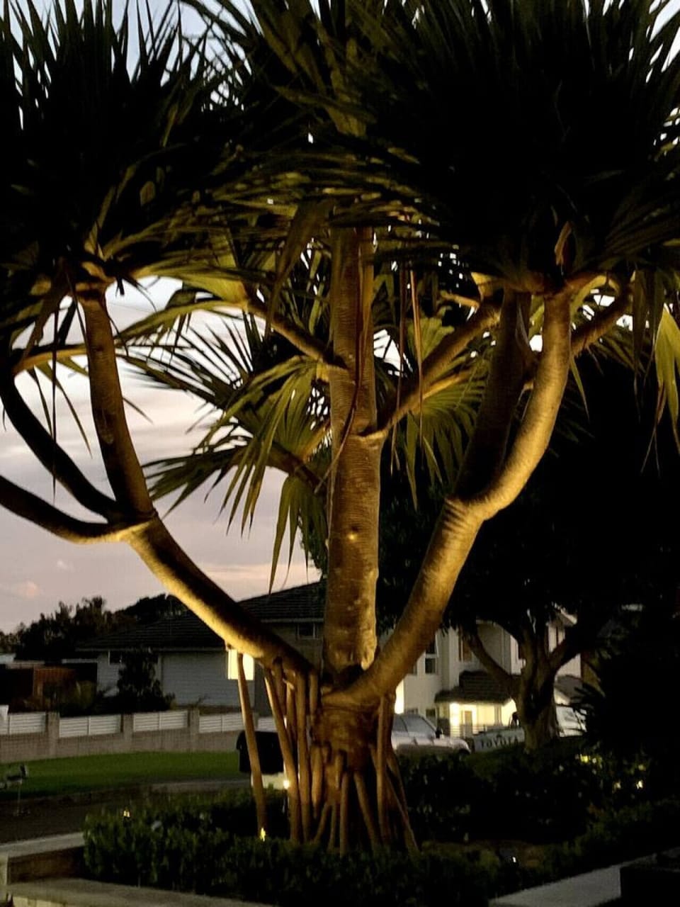 Front Yard