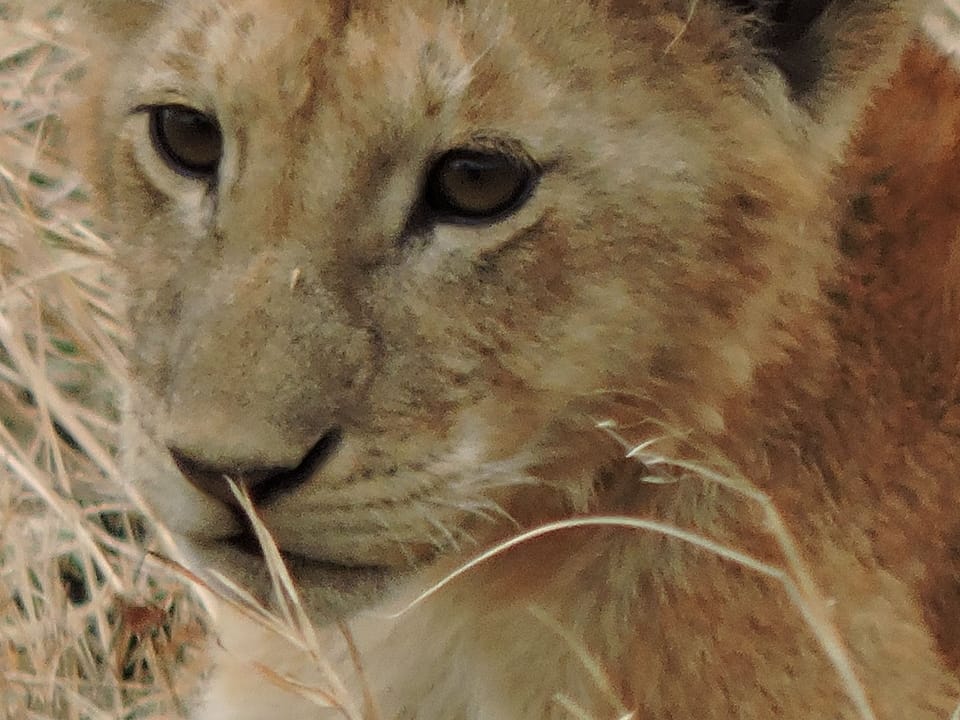 Safari