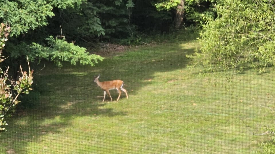 Our Local Friends