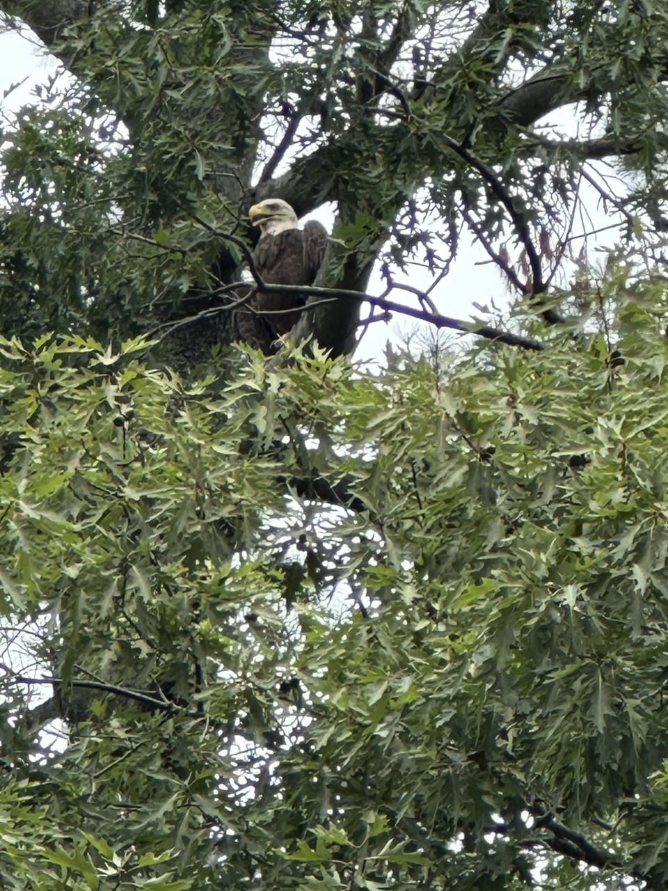 Directly above the deck.