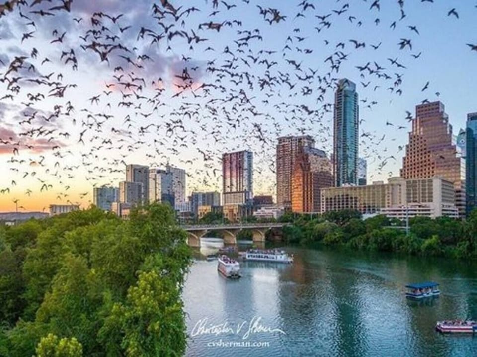 Congress Bridge Bats