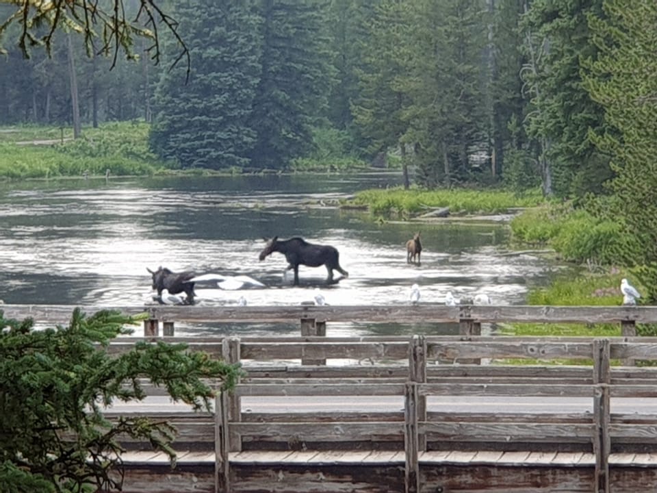 Moose at Big Springs