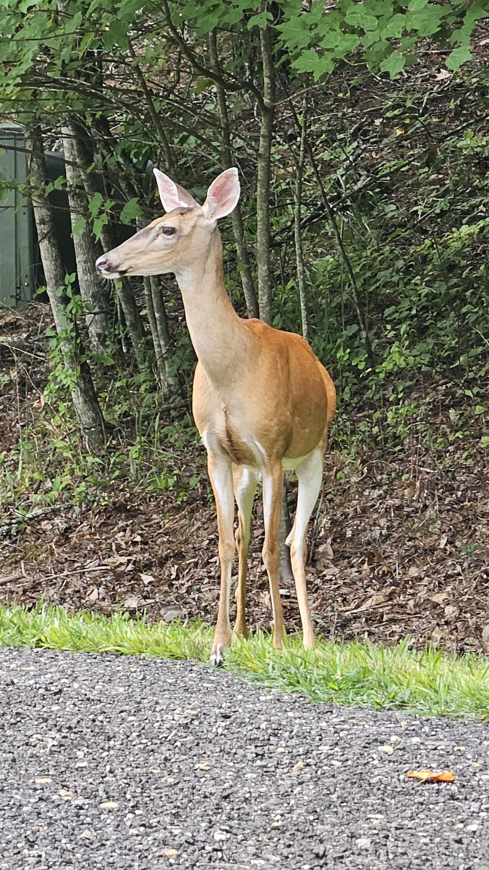 Numerous wildlife in area.