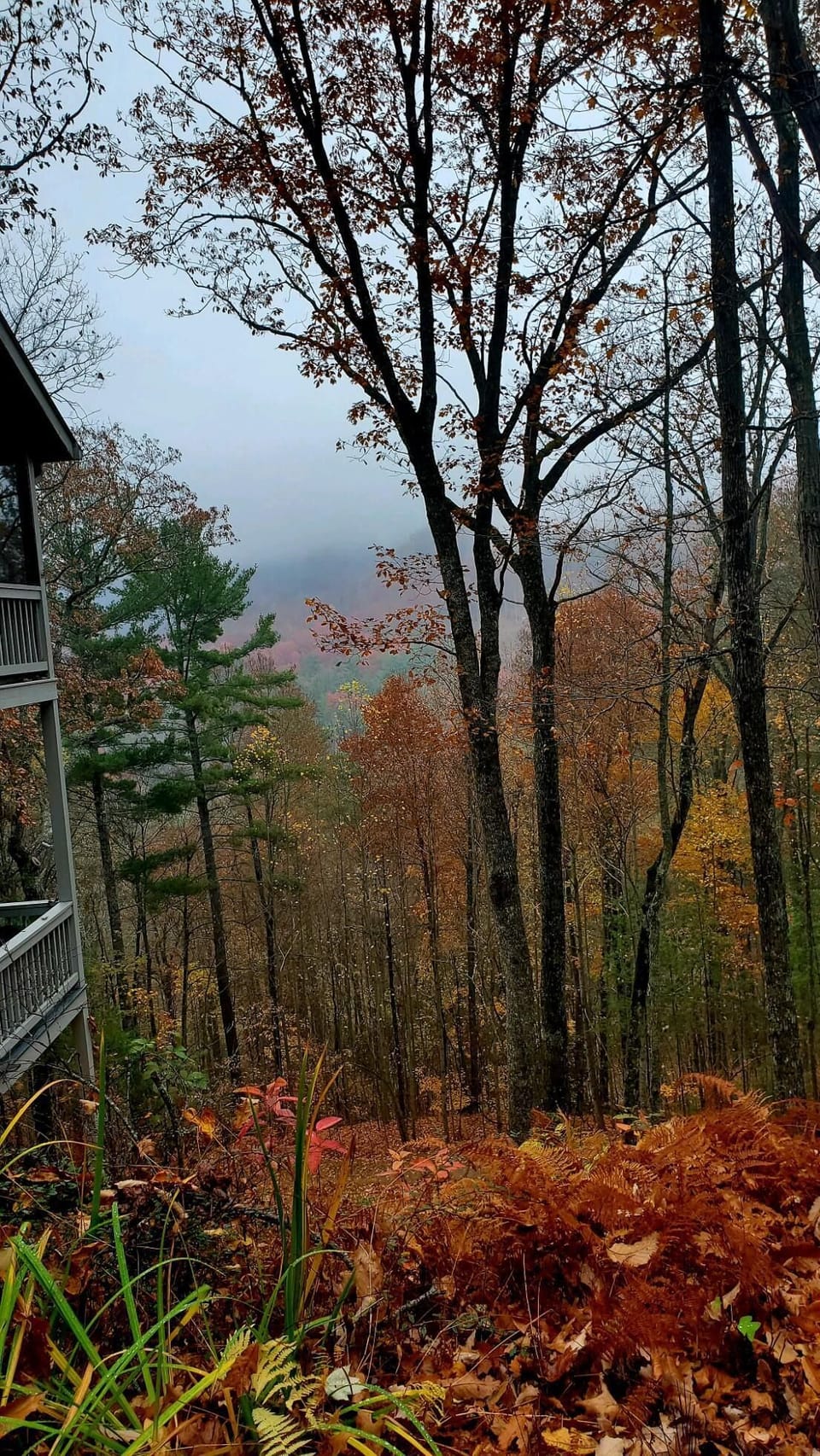 Fall Colors