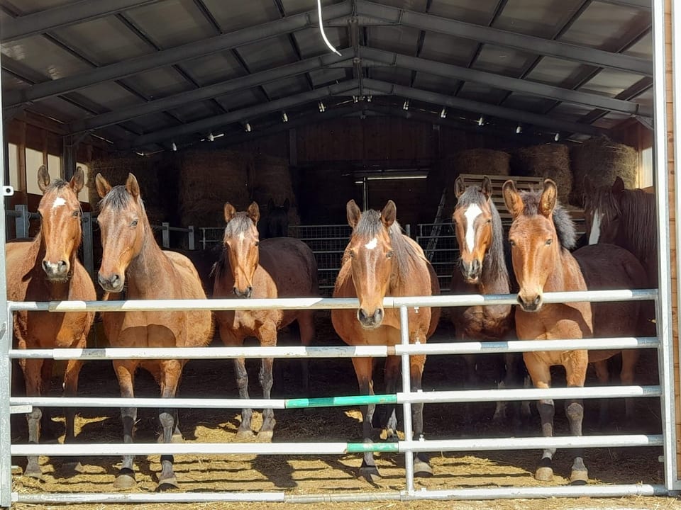 Horseback riding
