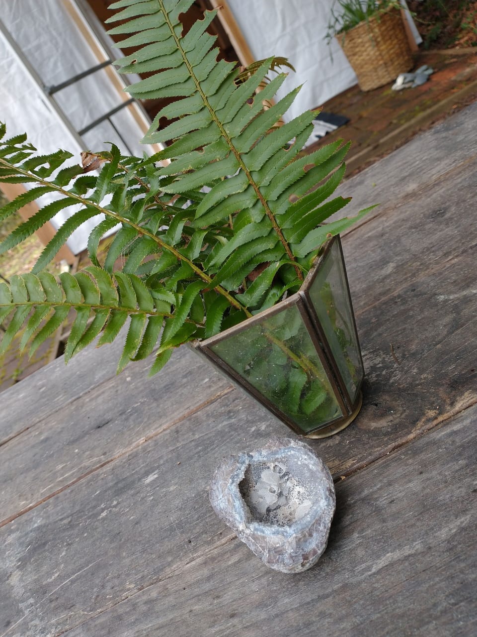 local flora