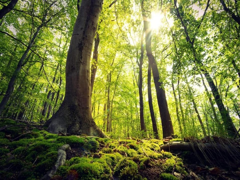 Surroundings [summer] (1-5 km)