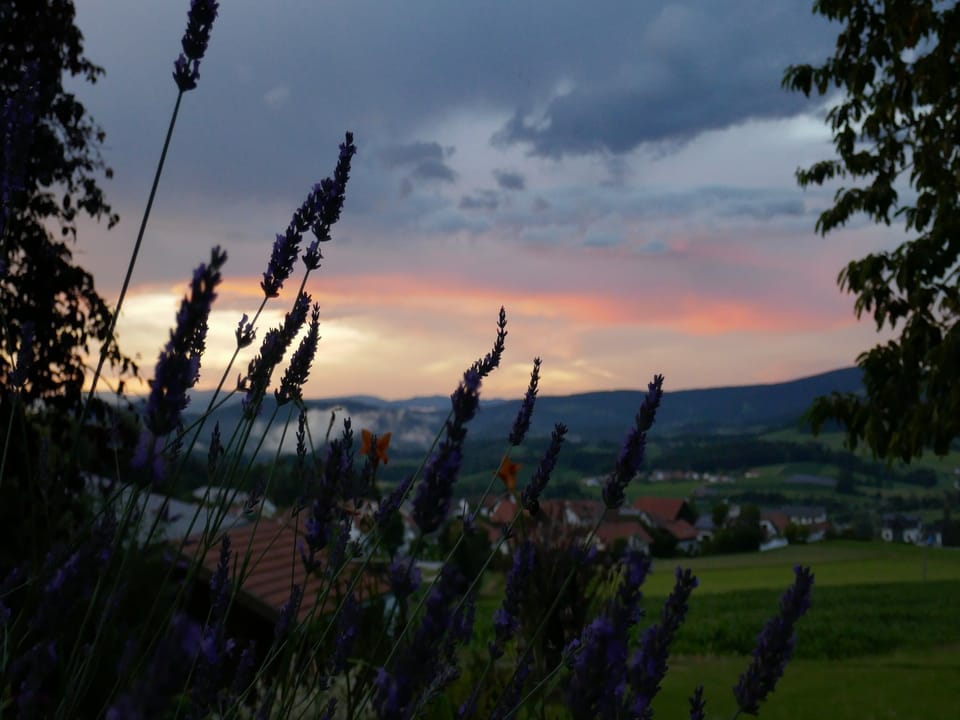 View from Holiday Home [summer]