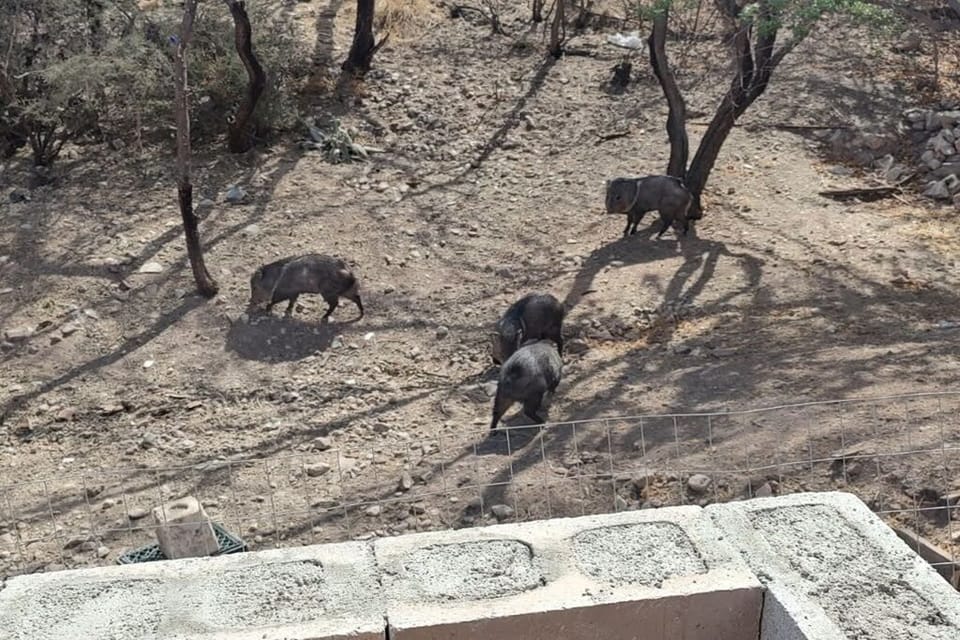 Our Peccary Family