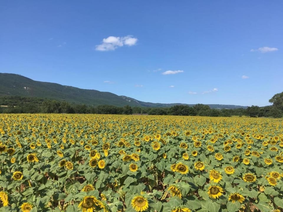 Region [summer] (>5 km)