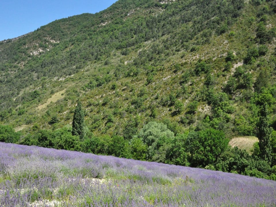 Region [summer] (>5 km)