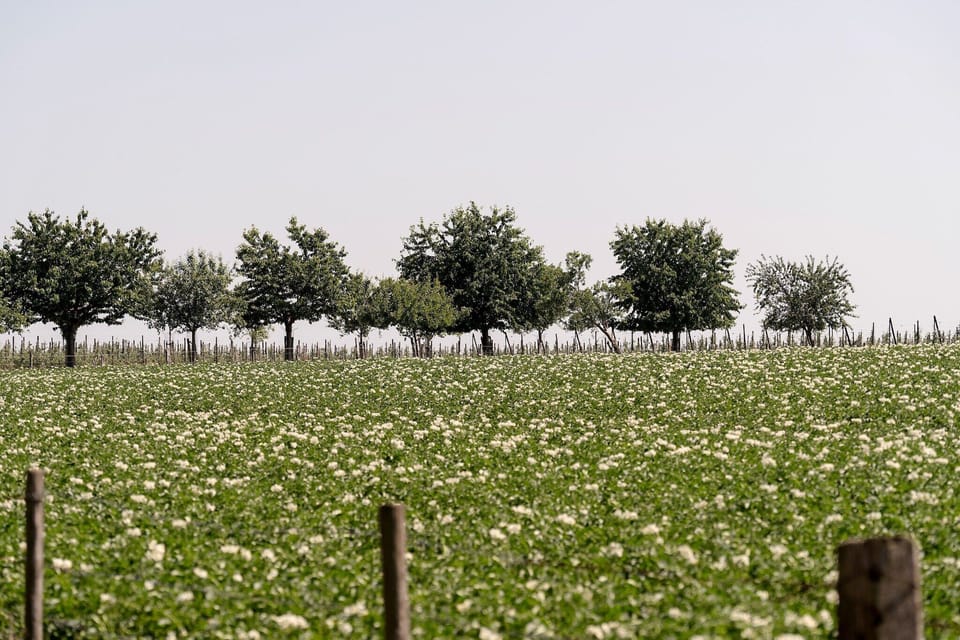 Immediate Surroundings [summer] (<1 km)