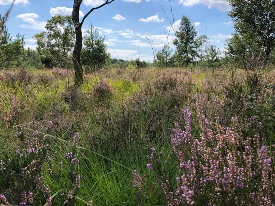 Region [summer] (>5 km)