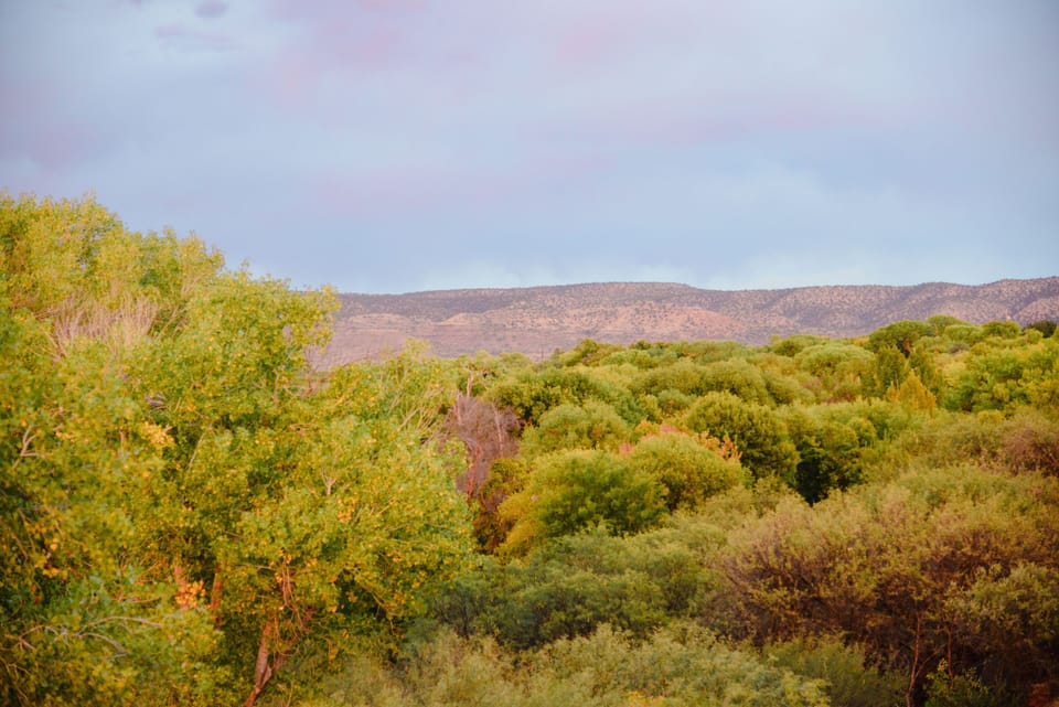 Perched atop the verdant Oak Creek Riparian area, Tu'nlii House invites you to revel in the beauty of local flora. As you wander through our community area, immerse yourself in an oasis of native trees and lush vegetation, a true feast for the senses and a photographer's dream