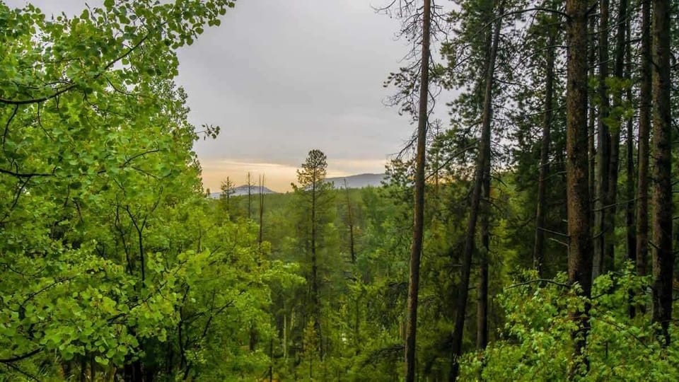 Heavily wooded backdrop
