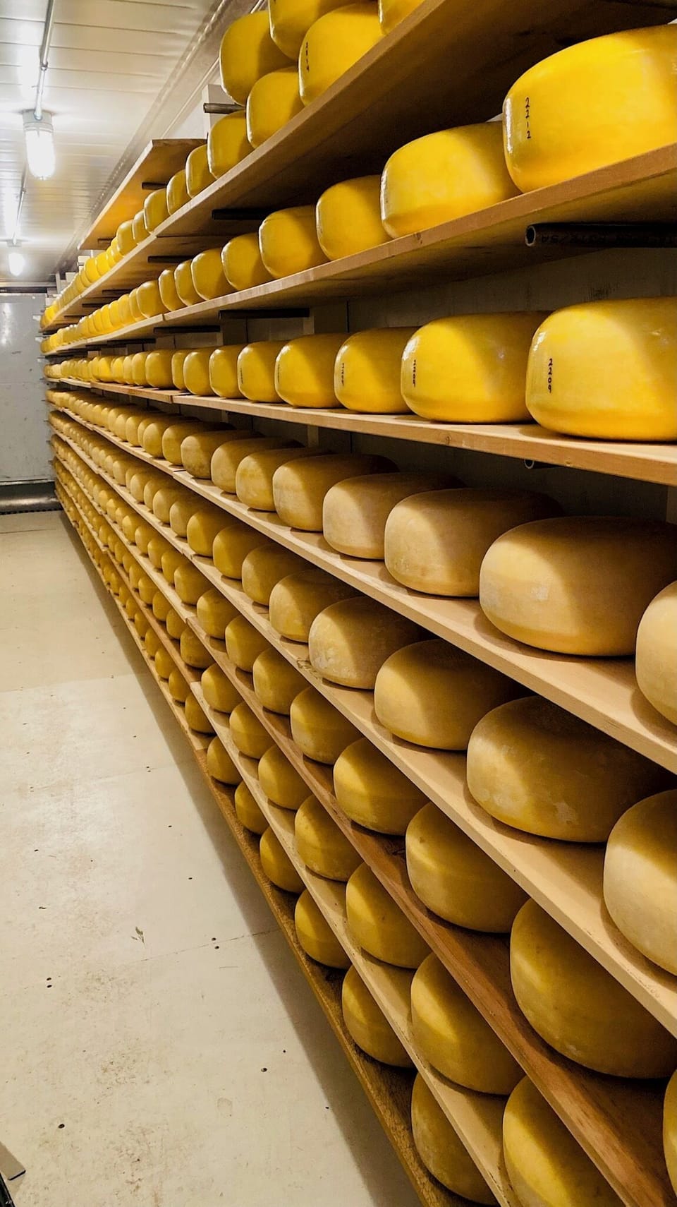 Wheels of cheese produced on the James Ranch