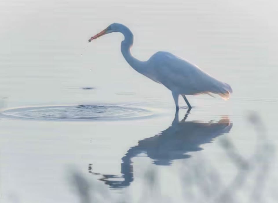 Great Egret - typical water foul can be seen from the dock, along with ducks, pelicans, etc.