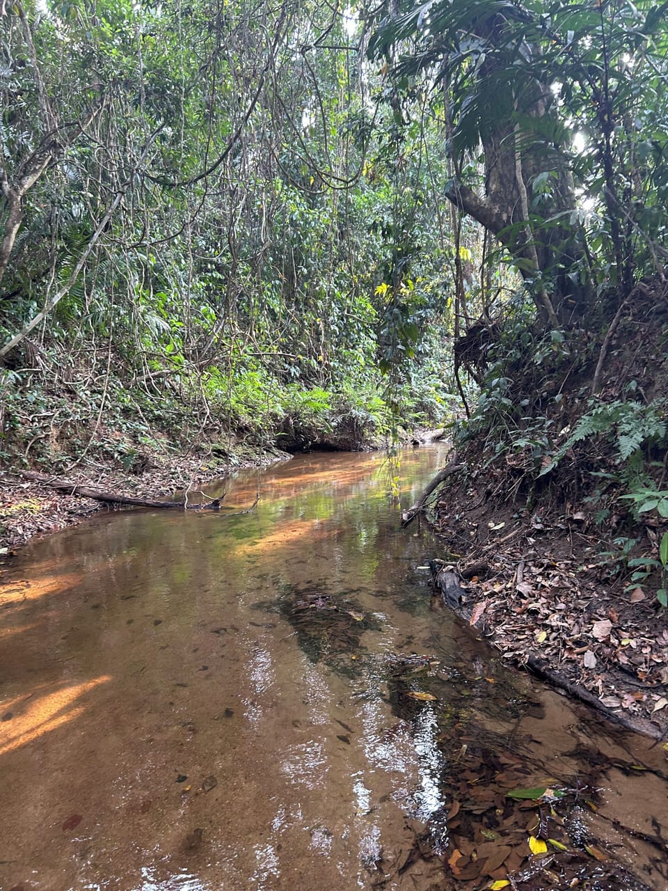 A year-round creek runs through our property, about 10 min. walk from the house.