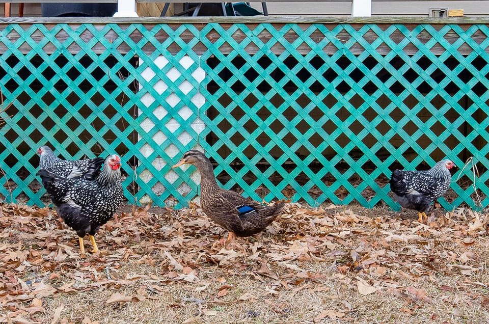 Backyard bliss: Free-roaming chickens behind studio. 