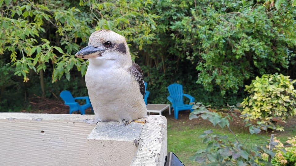 Another of our kookaburras
