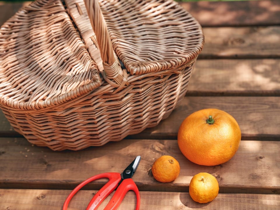 ・[Garden] The scent of oranges will soothe you. Please enjoy the scent while taking a walk.