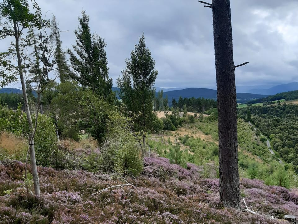 Surrounding area | Cedar Cottage, Grantown-on-Spey