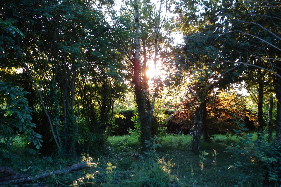 Shaded wood land