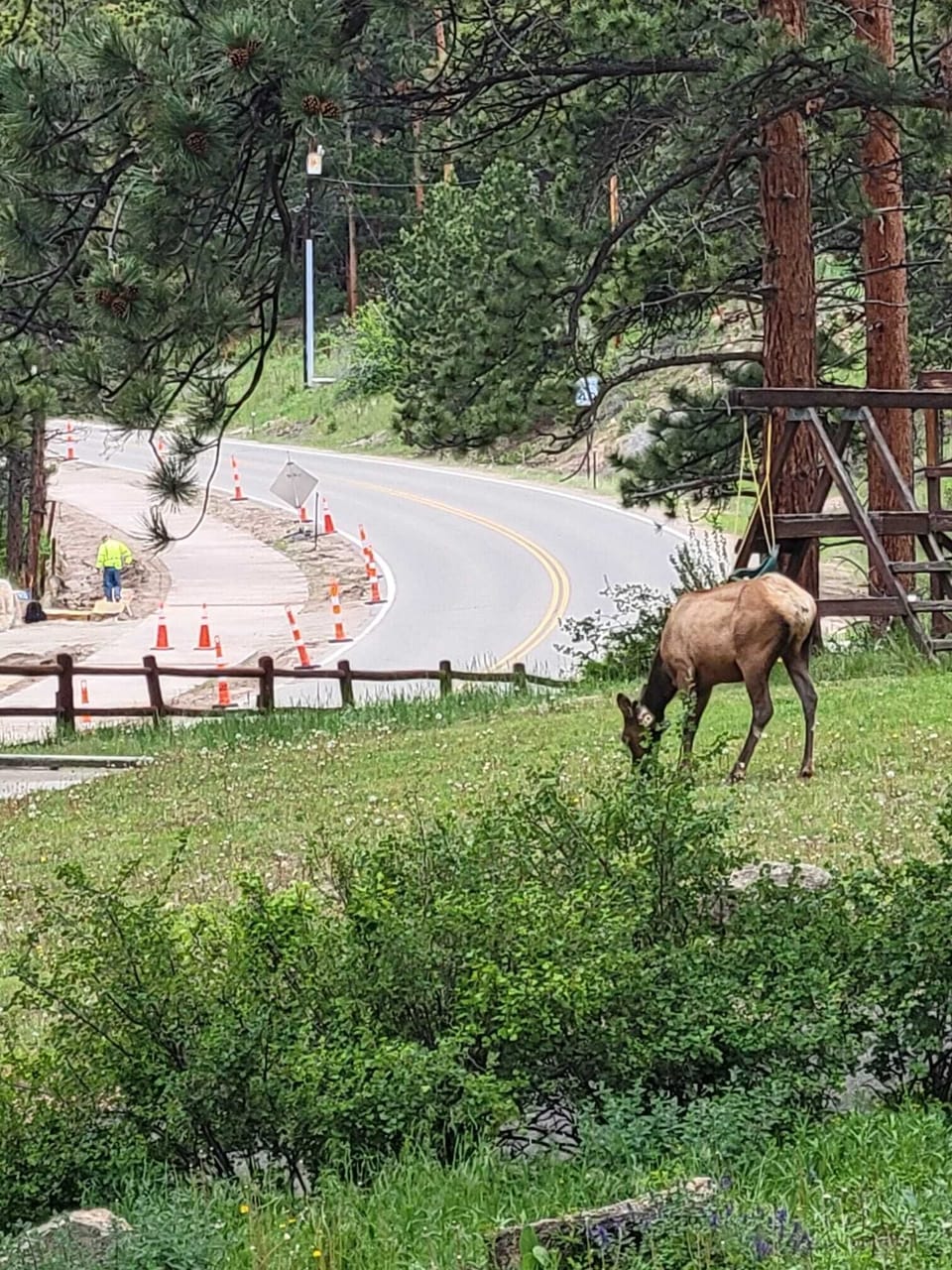 There is often wildlife wandering around the property.