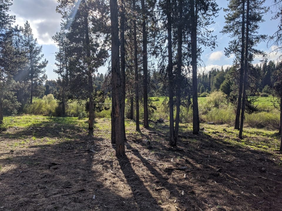 Forest1