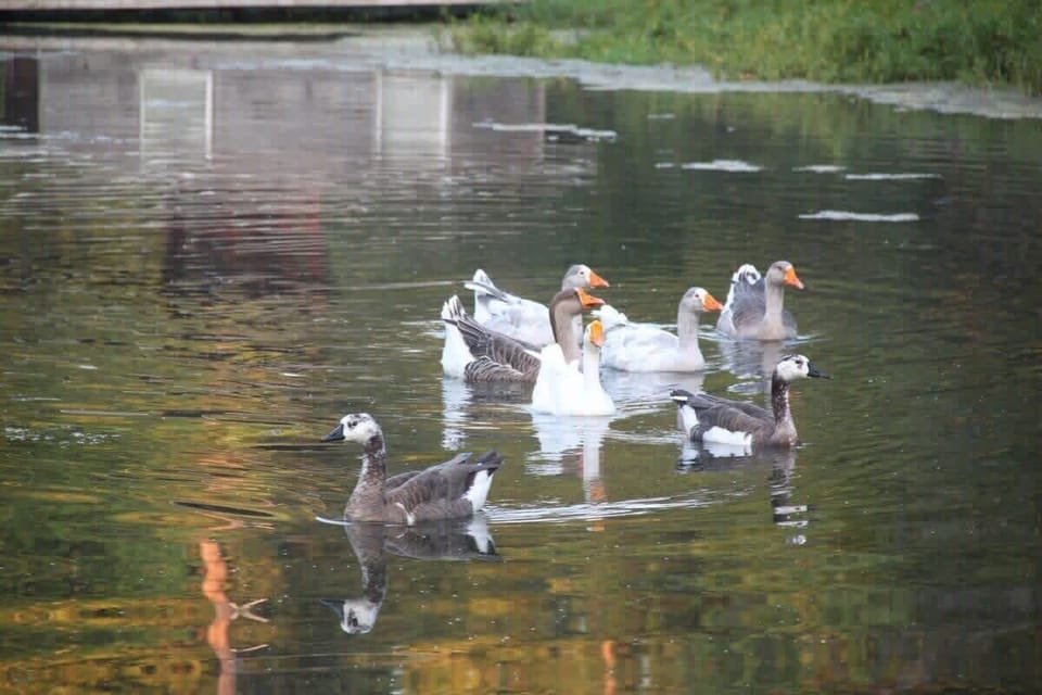 Lake Ducks