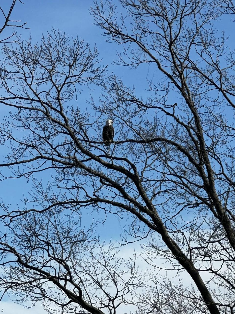 Bald Eagle right above our place
