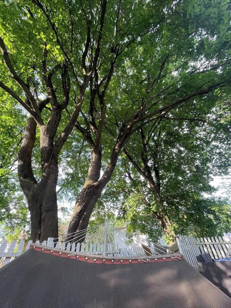 View from the best spot in the world….backyard hammock!