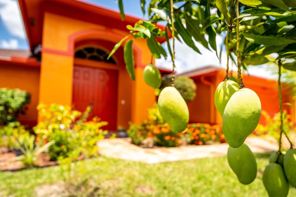 The Mango House has 6 Mango Trees on the property!