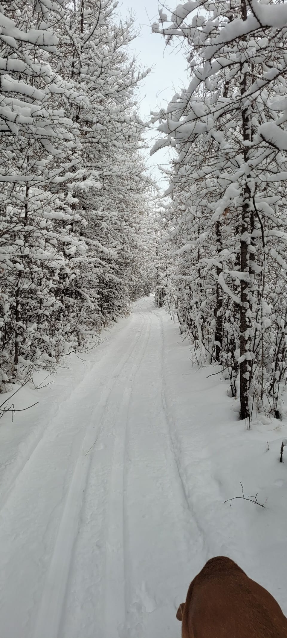 Groomed ski or snowshoe trials out your doorstep. 2-5 km loops. 