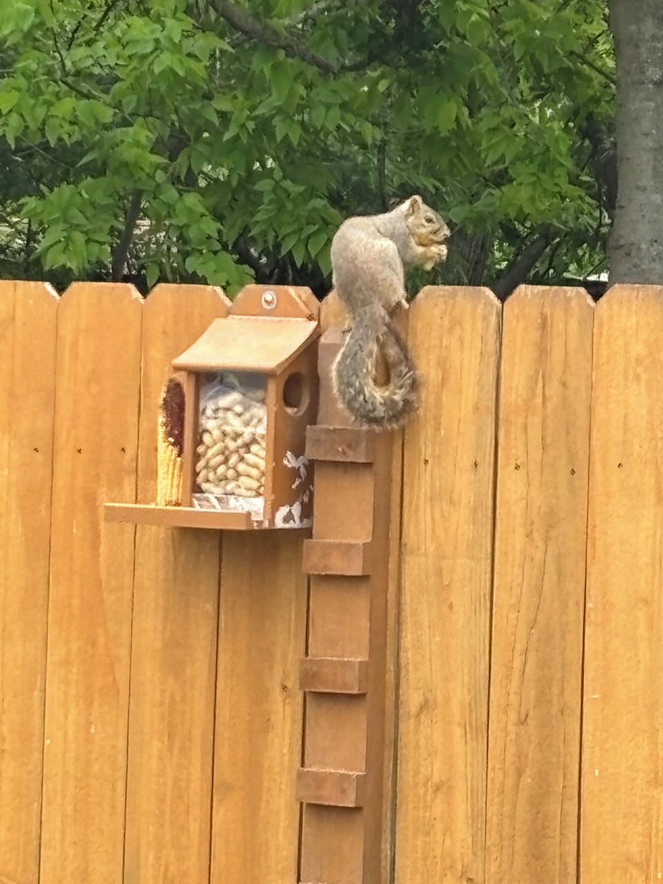Back yard squirrel feeder!