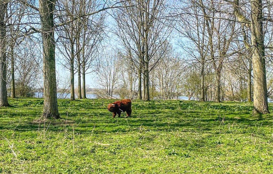area
