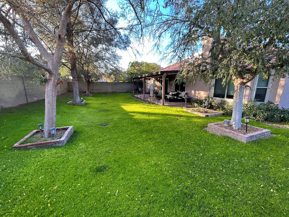 Back yard