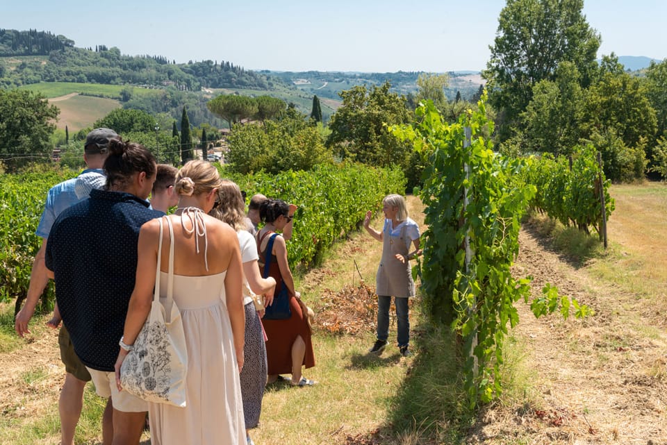 Vineyard