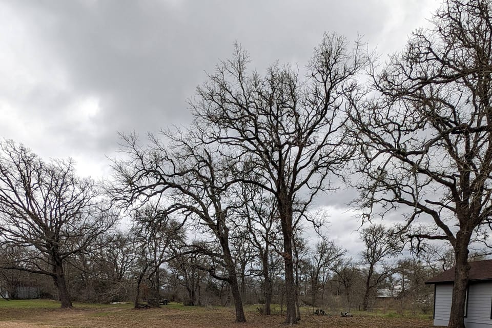 Lots of trees and wildlife on this large property