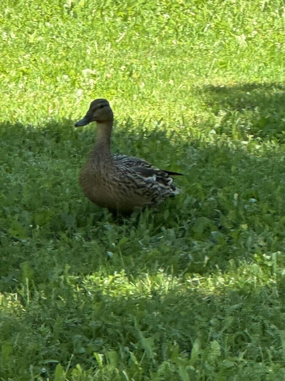 Neighbours come by for a visit