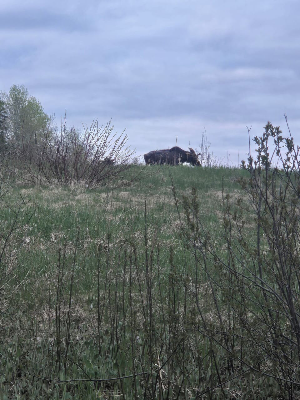 A young moose spotted down the road.