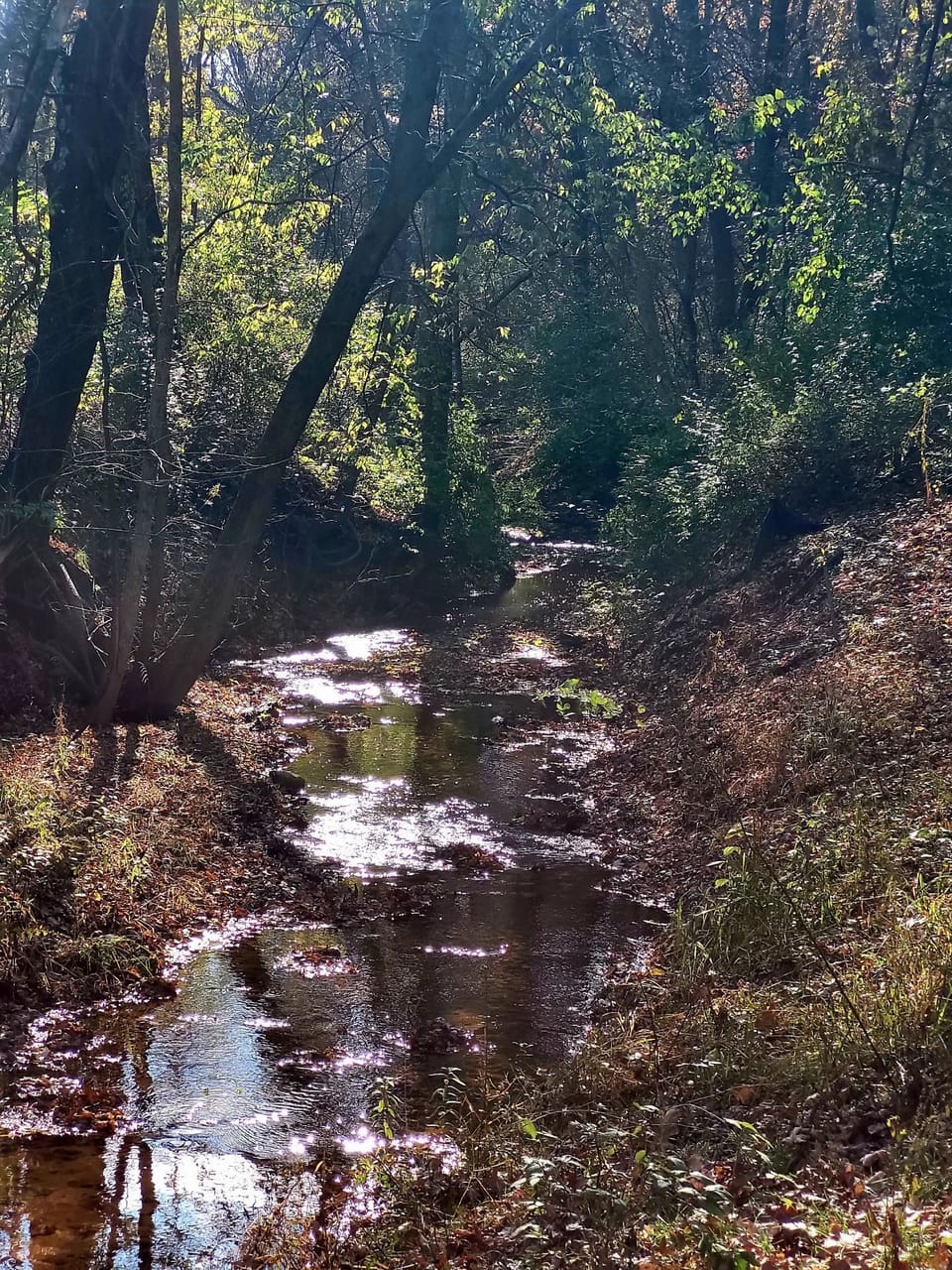 FRONT YARD CREEK VISIBLE OFF THE DECK