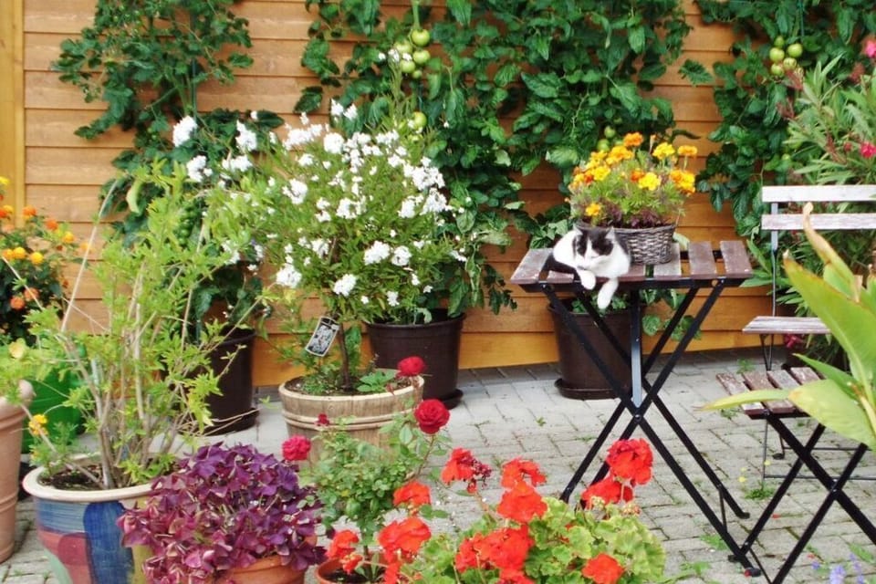 Garden [summer]