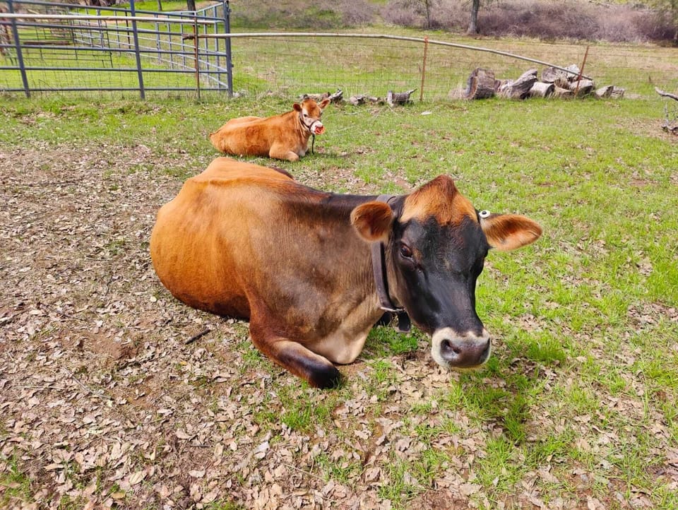 Our cows Stella and Moolan