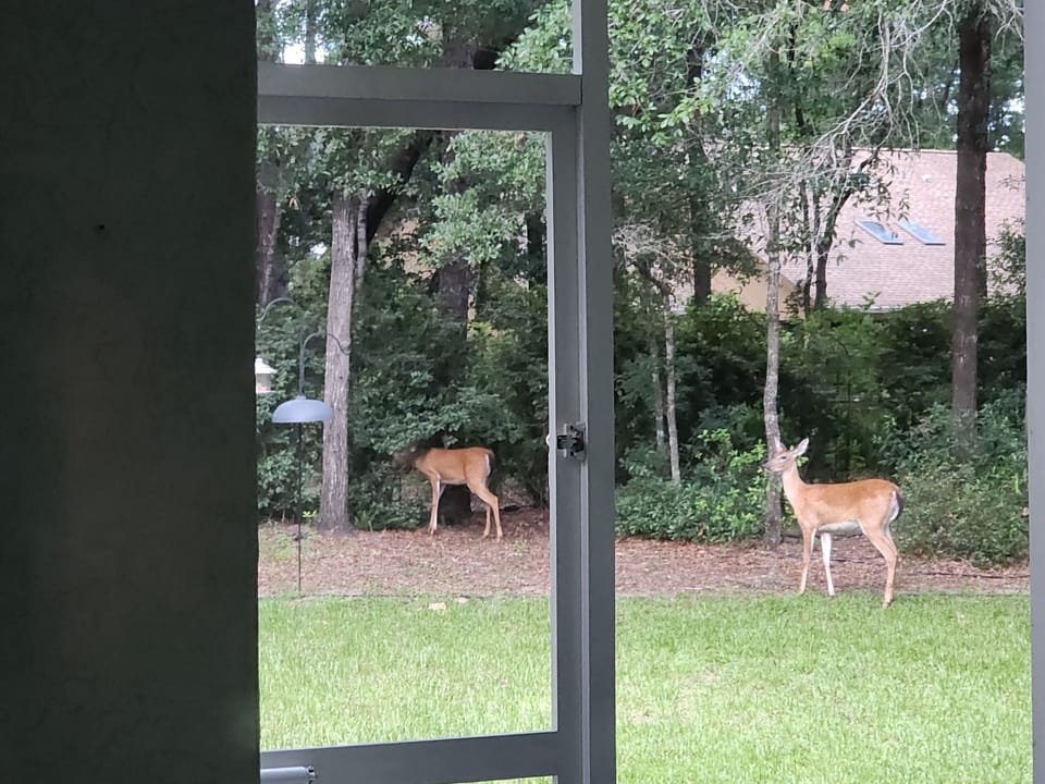 Deer walking through the backyard