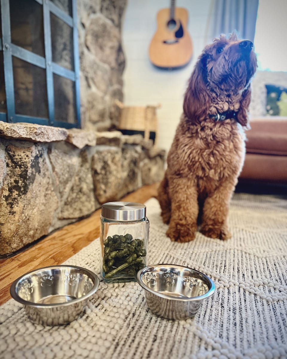 Furry friends welcome! 2 dogs under 50lbs allowed