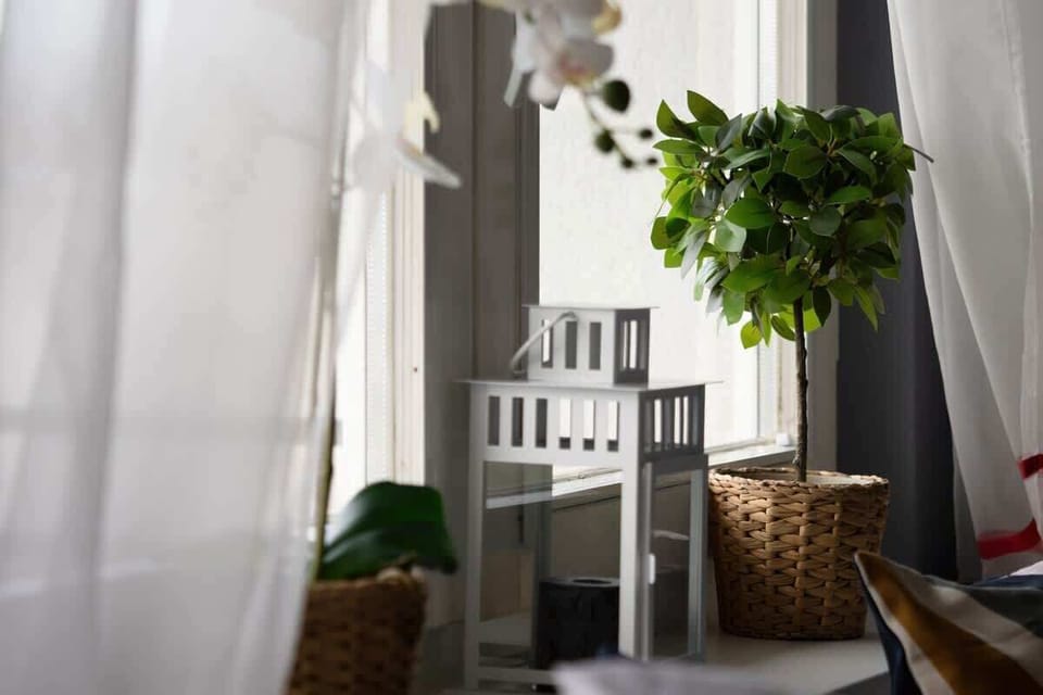 A decorative detail showing a green plant placed near a window with natural light streaming in, adding a fresh touch to the interior.

