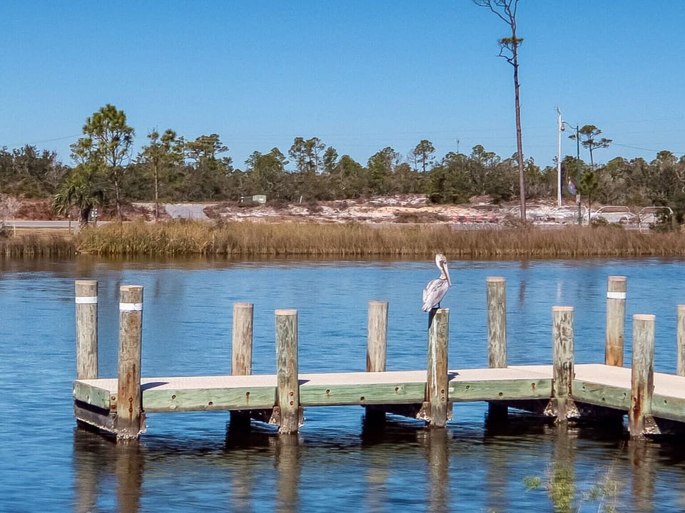Fish on the pier