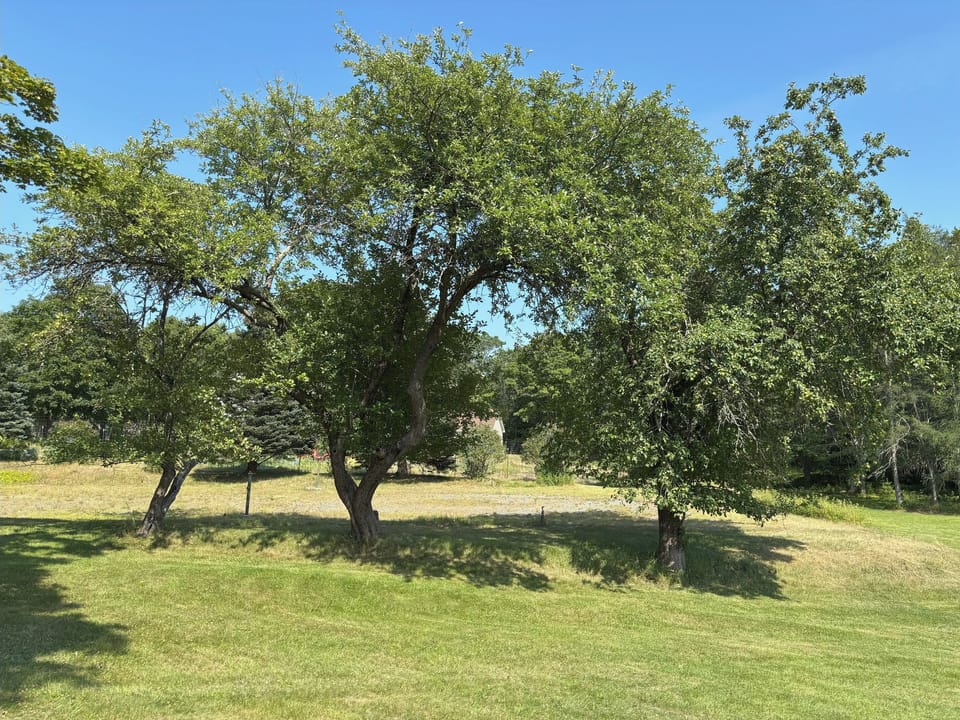 Apple grove and lawn gaming area
